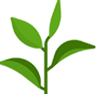 Les plantes